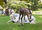 650A1880 Lipizzaner im Burggarten Foto Pfluegl 160719